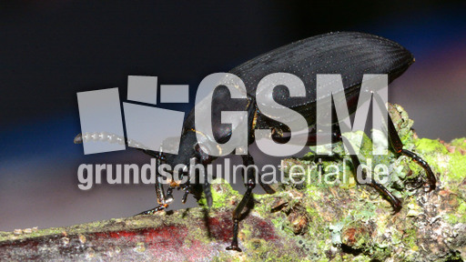 Großer Schwarzkäfer_2.jpg